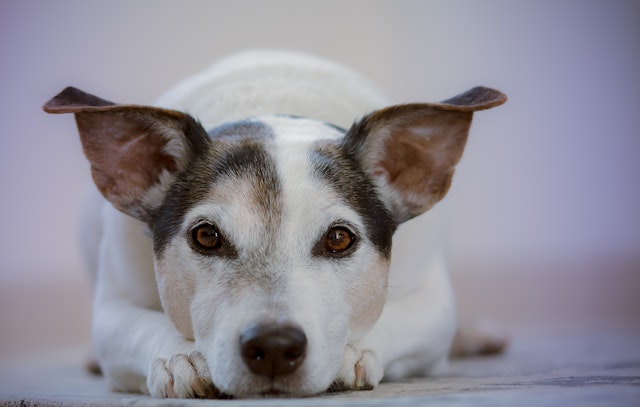 寵物耳道清潔液-成人白色和黑色傑克羅素梗犬