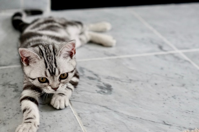 躺在瓷磚上的白色和黑色的小貓 - 寵物用地板清潔劑